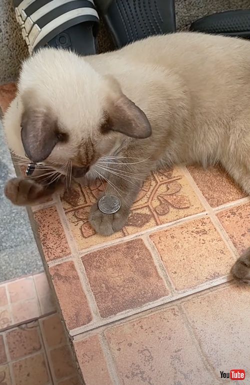 コインマジックをする猫