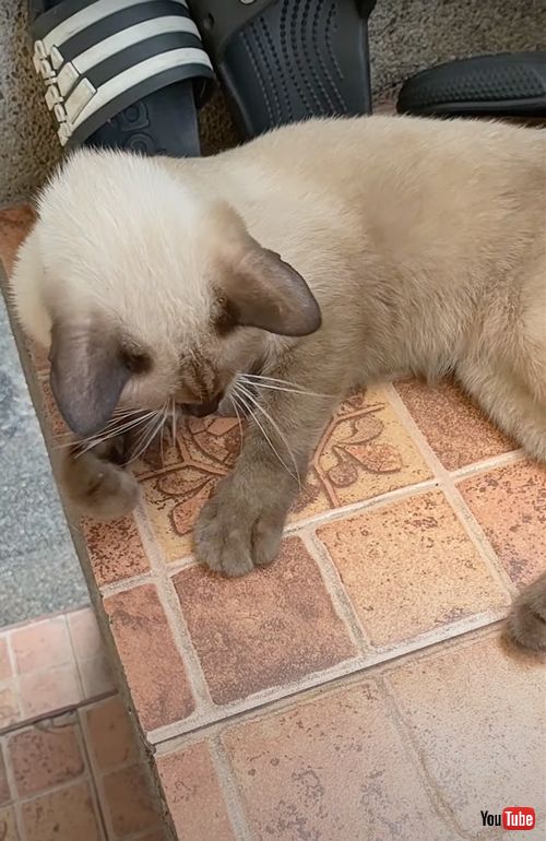 コインマジックを成功させる猫