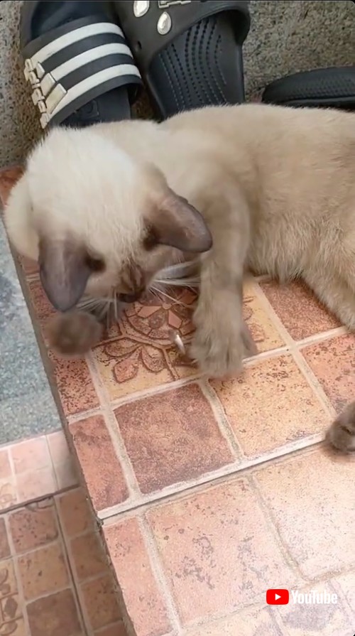 コインマジック中の猫