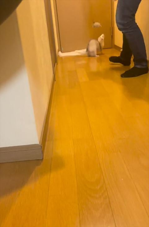 廊下の奥でおもちゃ見てる