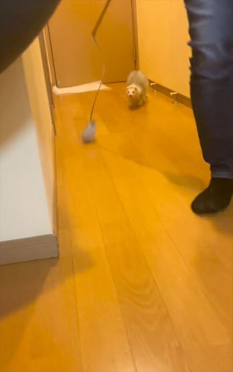 おもちゃを追いかける