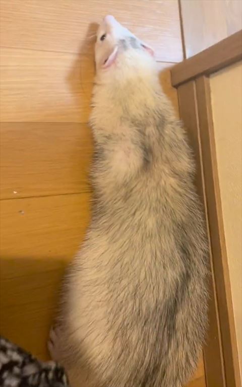 伏せの全体上から