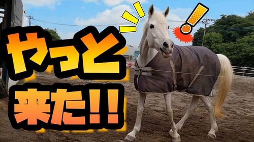馬