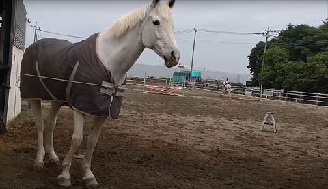 遠くを見てる白馬