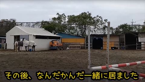 厩舎の前にいる2頭の後ろ姿