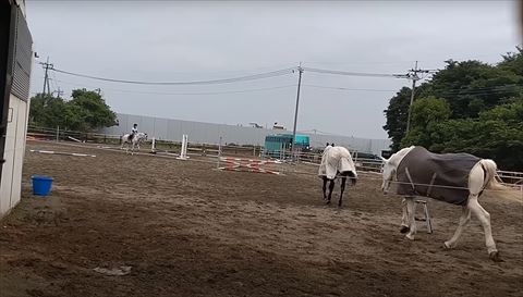 並んで歩く2頭の後ろ姿