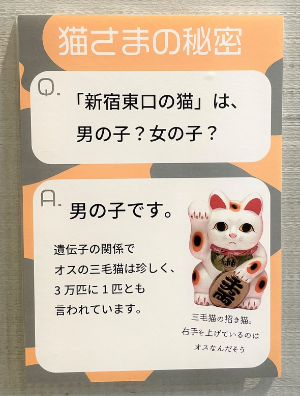 新宿東口の猫のパネル