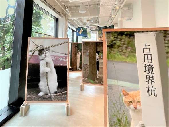 新宿猫と必死すぎるネコ