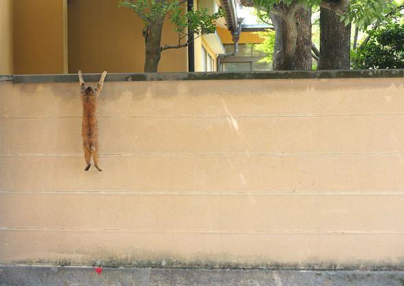 壁にぶら下がるにゃんこ