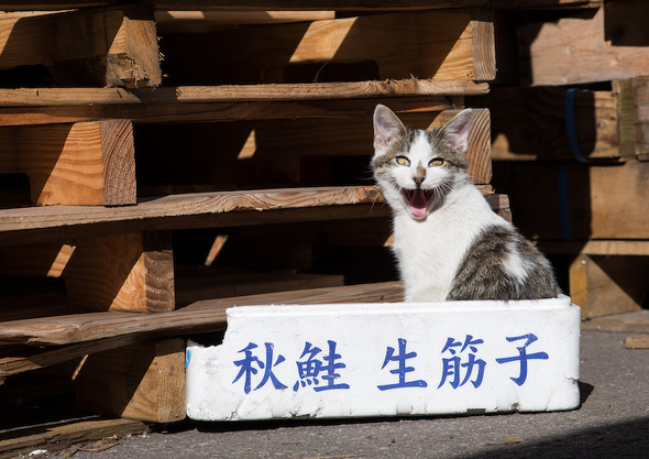 口をお菊開ける猫