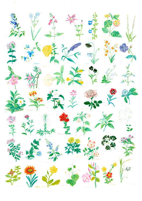 花のスケッチ2枚目