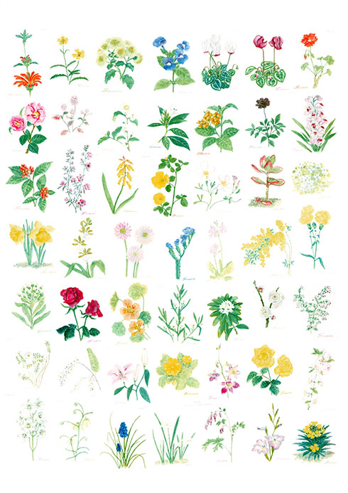 花のスケッチ3枚目