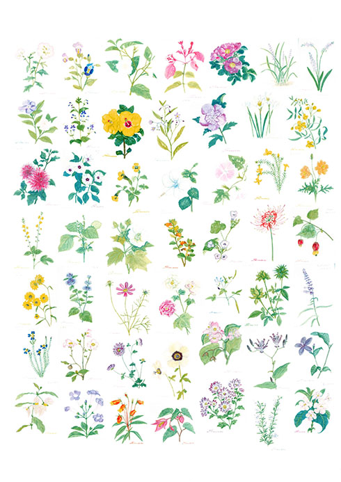 花のスケッチ4枚目