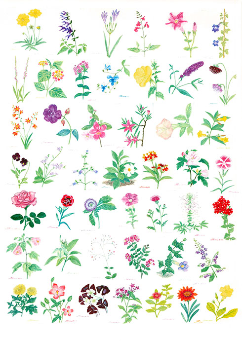 花のスケッチ5枚目