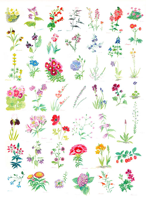 花のスケッチ6枚目