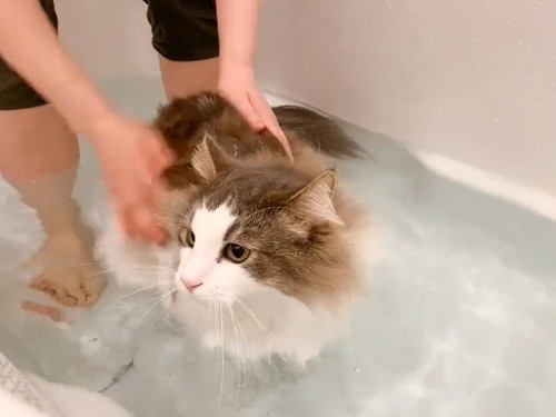 キョロキョロする猫