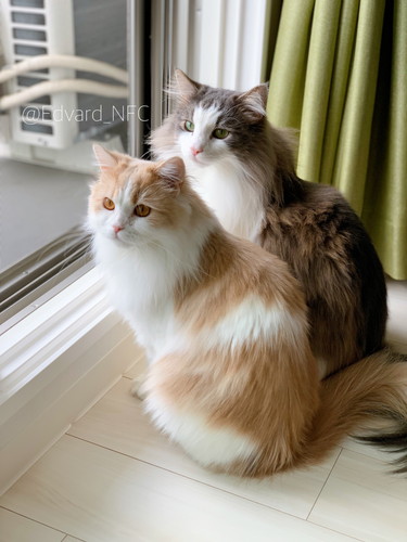 エドヴァルドくんとレナードくん