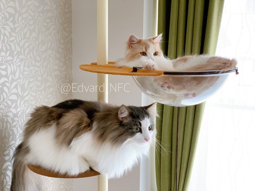 一緒に遊ぶ猫たち