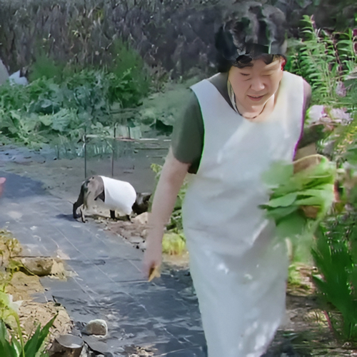 畑からこっちに来るおばあちゃん