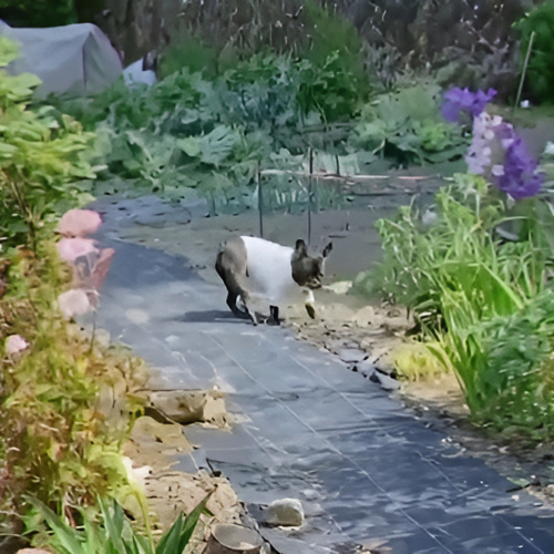 葉っぱをくわえるフレンチブルドッグ