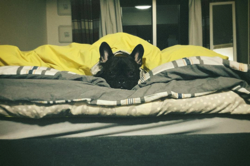 掛け布団を使うフレンチブルドッグ