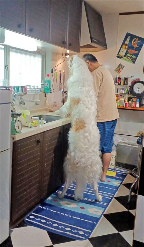 ボルゾイ