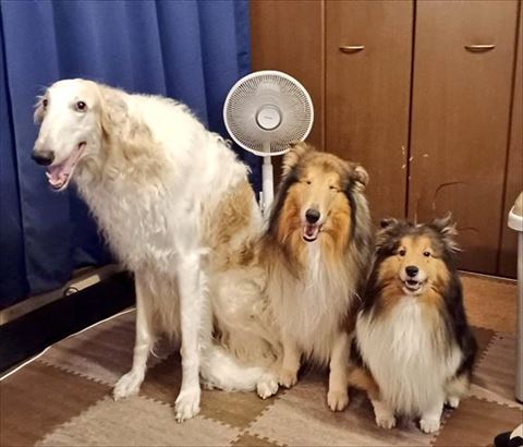 身長177センチの飼い主と並び立つボルゾイ 台所での“強奪風景”に