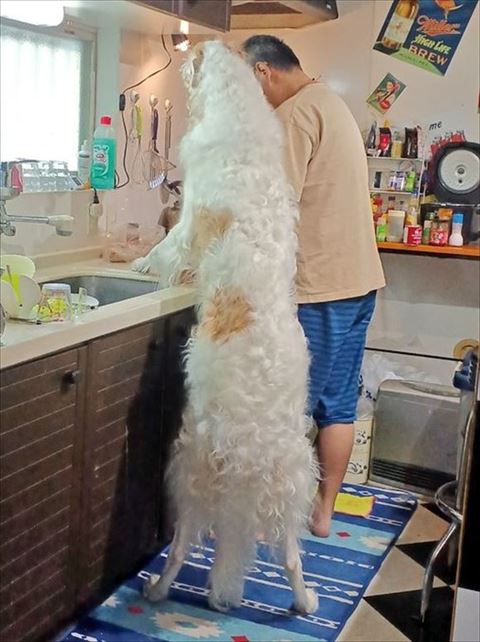 「ボルゾイ」に見つめられる毎日 ボルゾイ🏝️がっちゃん（MAX改め） on X: 