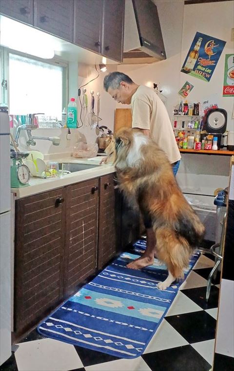 「ボルゾイ」に見つめられる毎日 溜める飼い主とひたすらに待つボルゾイ🐶 どんな気持ちで待っ