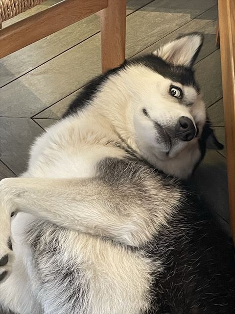 睨んでるハスキー