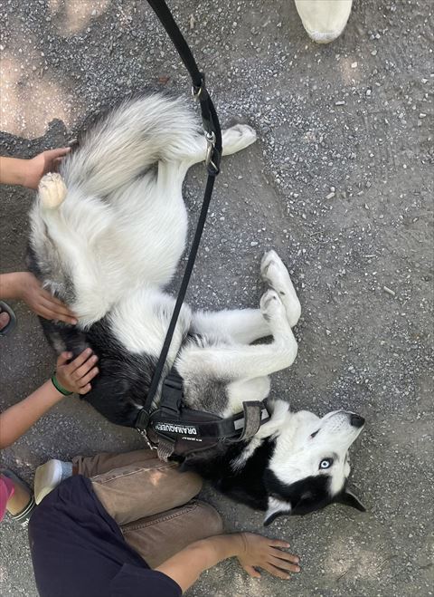 散歩中に転がるハスキー
