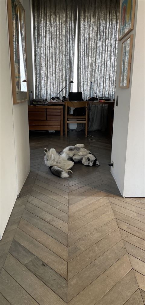 ヘソ天でこっち見てるハスキー