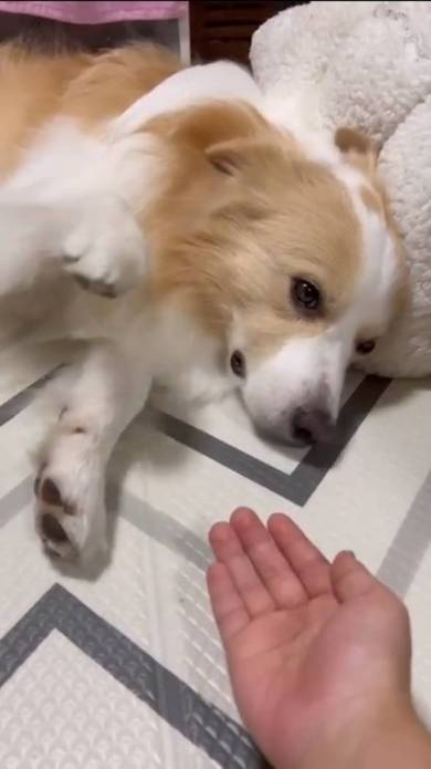 寝ているボーダーコリー