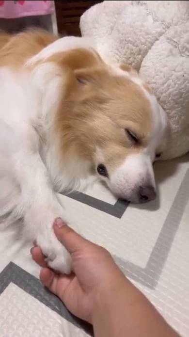 手をつなぐワンコ