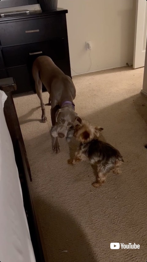 ぬいぐるみに食らいつく犬