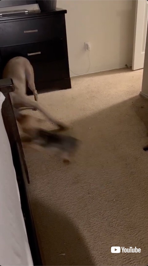 引っ張られる犬