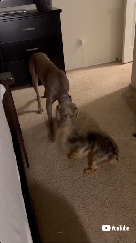 ぬいぐるみを奪おうとする犬