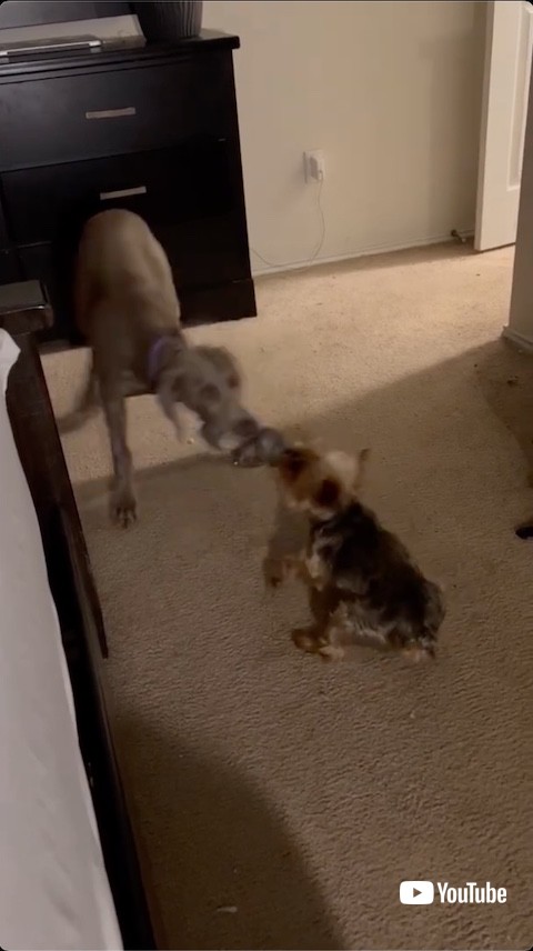 引っ張り返す犬