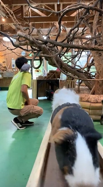 モルモットの帰宅タイムがかわいい