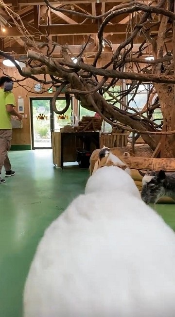 モルモットの帰宅タイムがかわいい