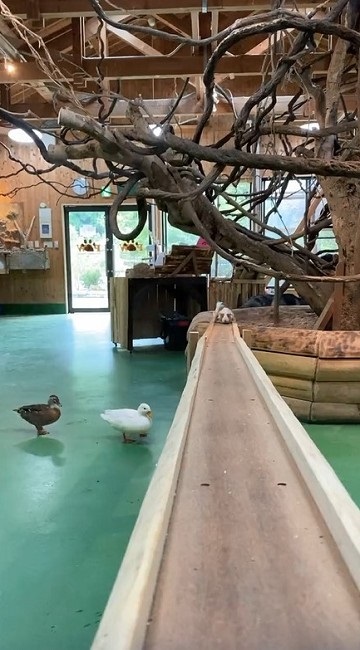 モルモットの帰宅タイムがかわいい