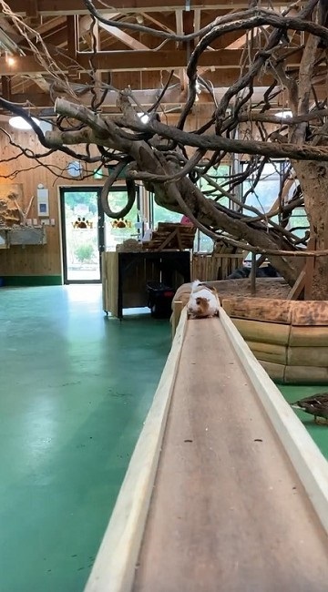 モルモットの帰宅タイムがかわいい