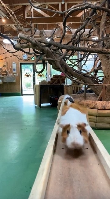 モルモットの帰宅タイムがかわいい