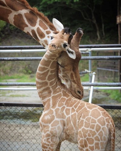 モルモットの帰宅タイムがかわいい