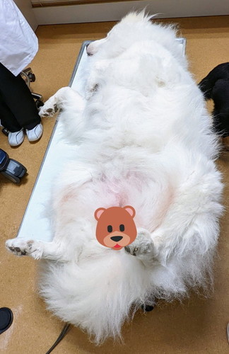モフモフなグレートピレニーズ