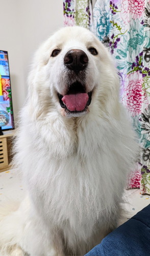 笑顔のグレートピレニーズ