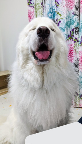こちらを見るグレートピレニーズ