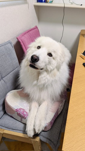 ソファに座るグレートピレニーズ