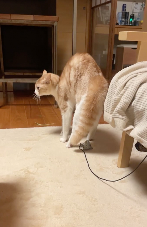 何かに怒っている猫