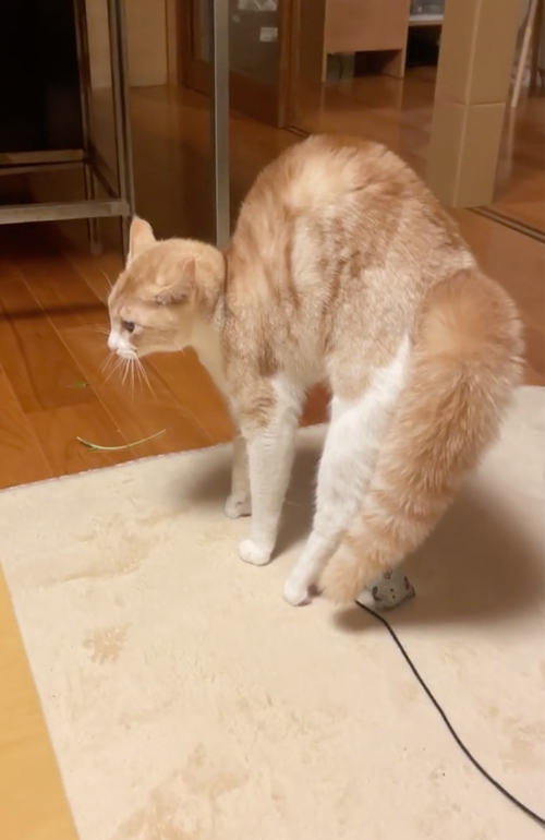 何かに怒っている猫